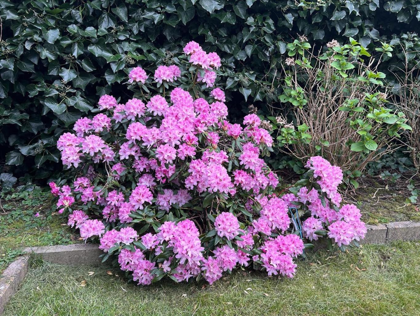 Ter Zwaanhoek Villa Oostende Bagian luar foto